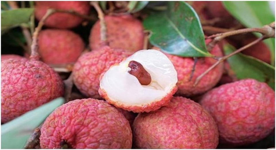 fresh litchi to be served on vietnam airlines flights