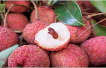 Fresh litchi to be served on Vietnam Airlines’ flights