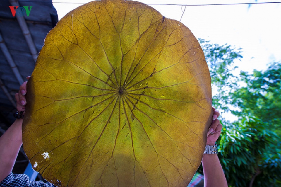 lotus leaf conical hat making at craft villages in hue