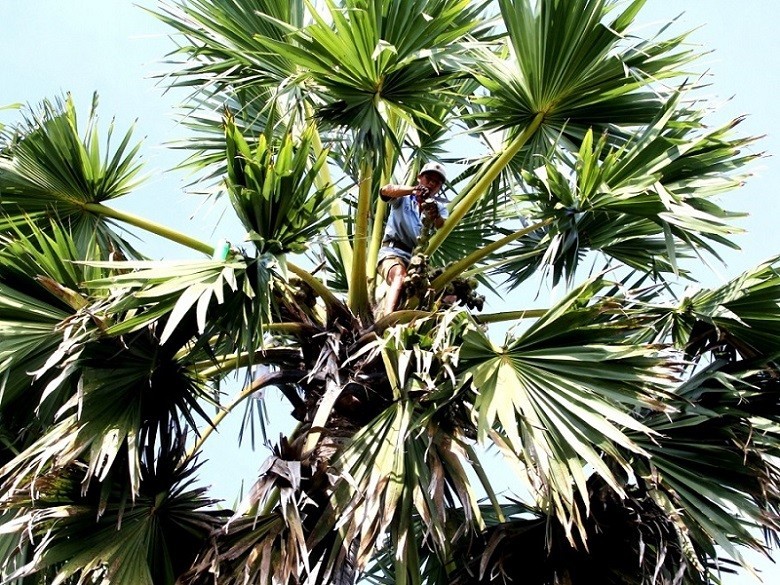 Chau Men Ly (Khmer ethnic group) in An Thanh hamlet, An Hao commune, Tinh Bien district harvests jaggery to support his family with a stable income.