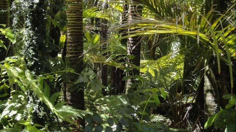 Nhà khoa học cảnh báo nguy cơ từ nạn phá rừng Amazon
