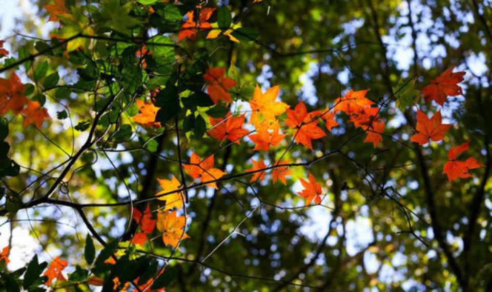 discover the stunning beauty of red maple forests in vietnam