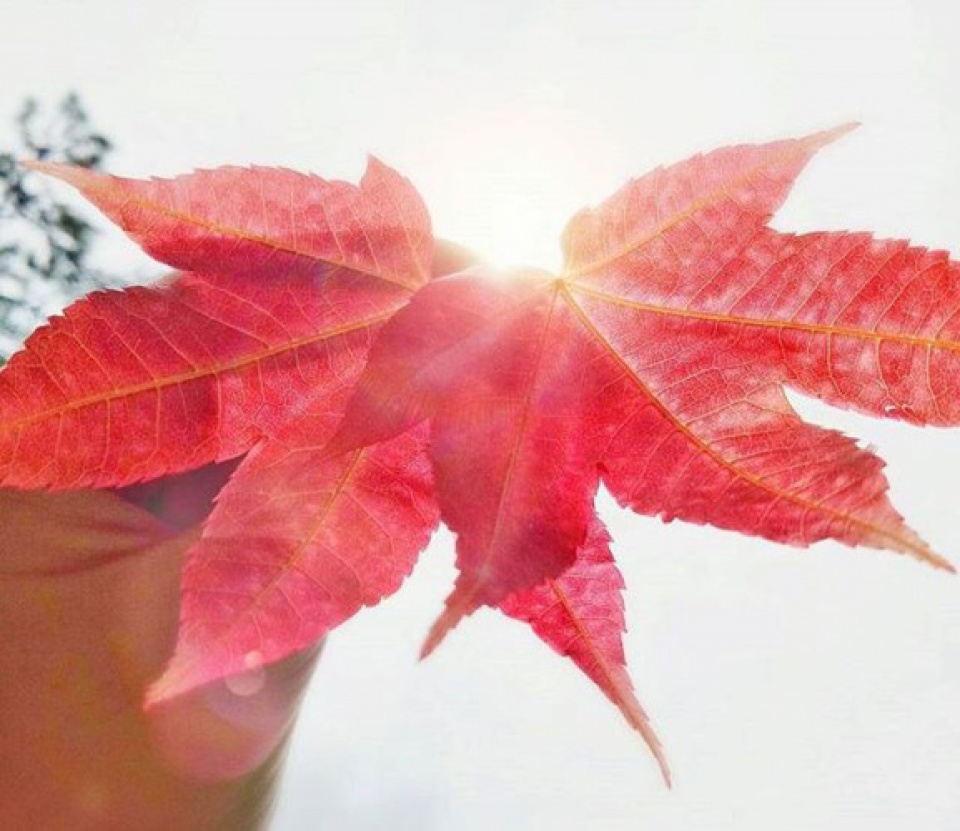 discover the stunning beauty of red maple forests in vietnam