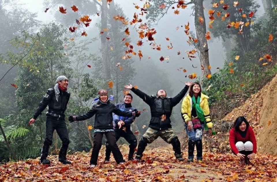 discover the stunning beauty of red maple forests in vietnam