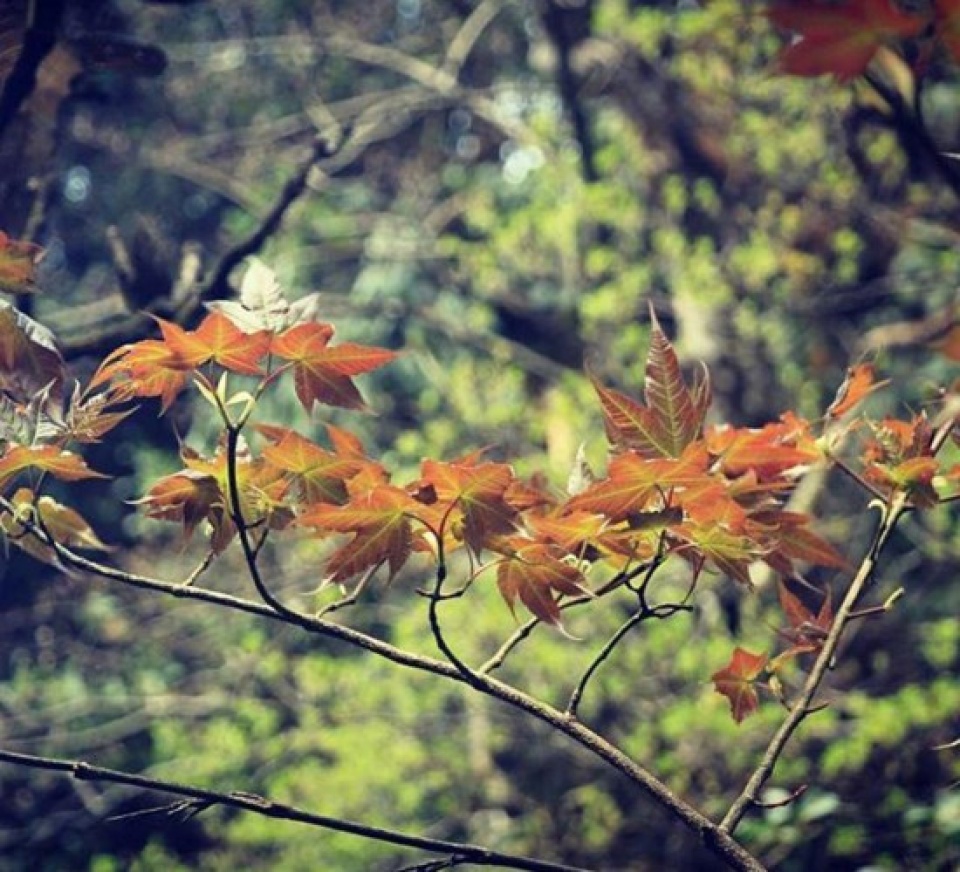discover the stunning beauty of red maple forests in vietnam