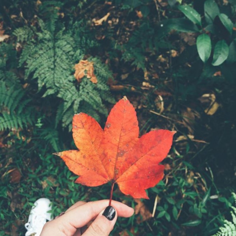 discover the stunning beauty of red maple forests in vietnam