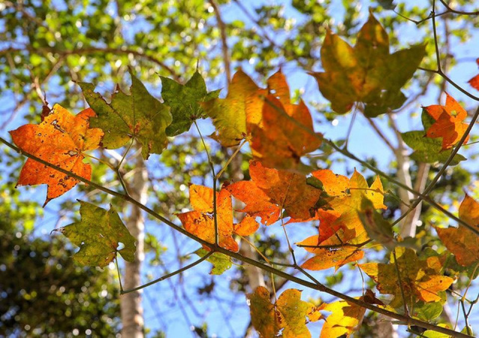 discover the stunning beauty of red maple forests in vietnam