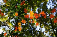 Discover the stunning beauty of red maple forests in Vietnam