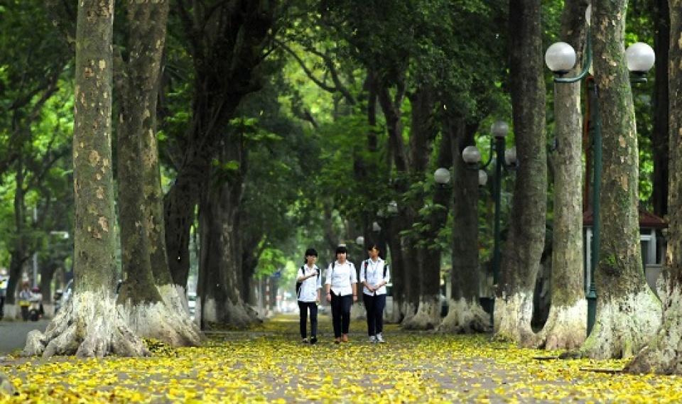 the trees of ha noi