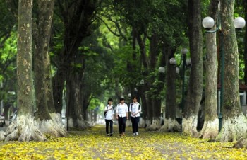 The trees of Ha Noi