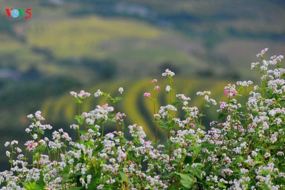 tourists flock to ha giang during buckwheat season