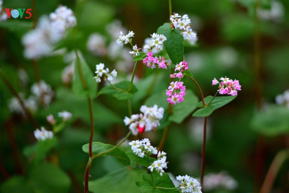 tourists flock to ha giang during buckwheat season