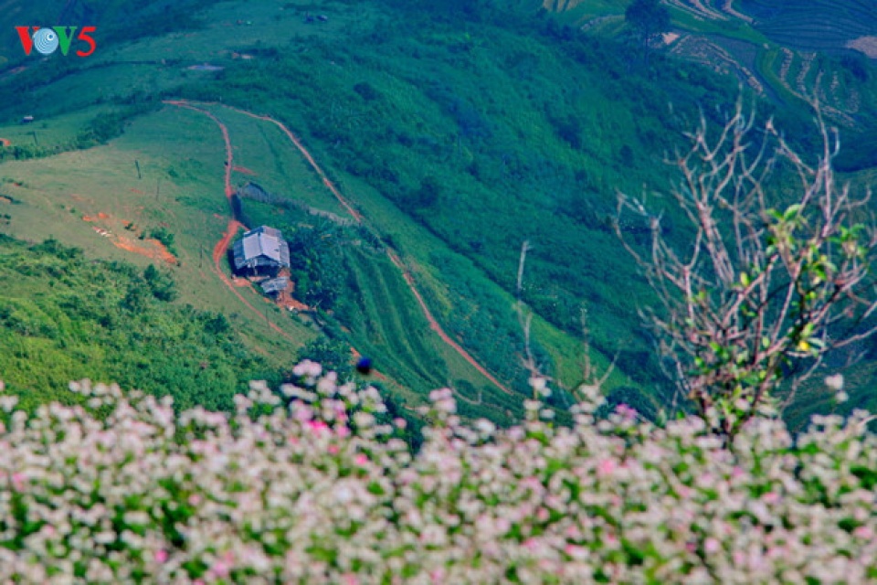 tourists flock to ha giang during buckwheat season