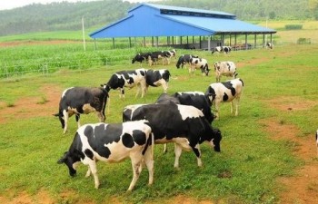 Vietnam’s dairy giants export milk to China