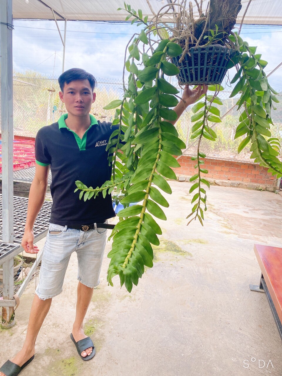 Nguyễn Quốc Trường: Ông chủ Vườn Lan Phương Vy đam mê loài hoa vương giả