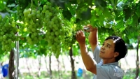 Ninh Thuận: Ngành nông nghiệp tăng trưởng đột phá