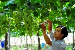Ninh Thuận: Ngành nông nghiệp tăng trưởng đột phá