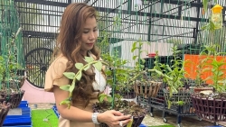 Nghệ nhân Tám Châu chia sẻ bí quyết trồng lan