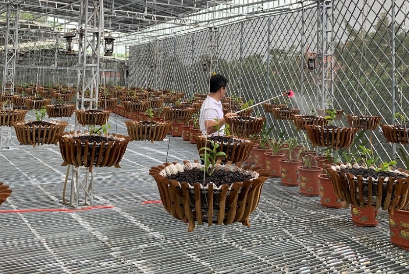 Mô hình trồng lan kỹ thuật cao của vườn lan Tuấn Linh.