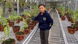 Mạnh Đinh: Chàng trai 8X nuôi dưỡng ước mơ làm giàu từ hoa phong lan