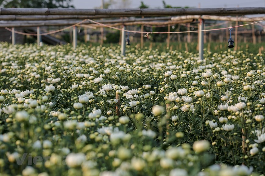 7.	There have also been some new and more expensive flowers grown in recent years, such as dahlias, gerberas, and violets. (Photo: Vietnam+)