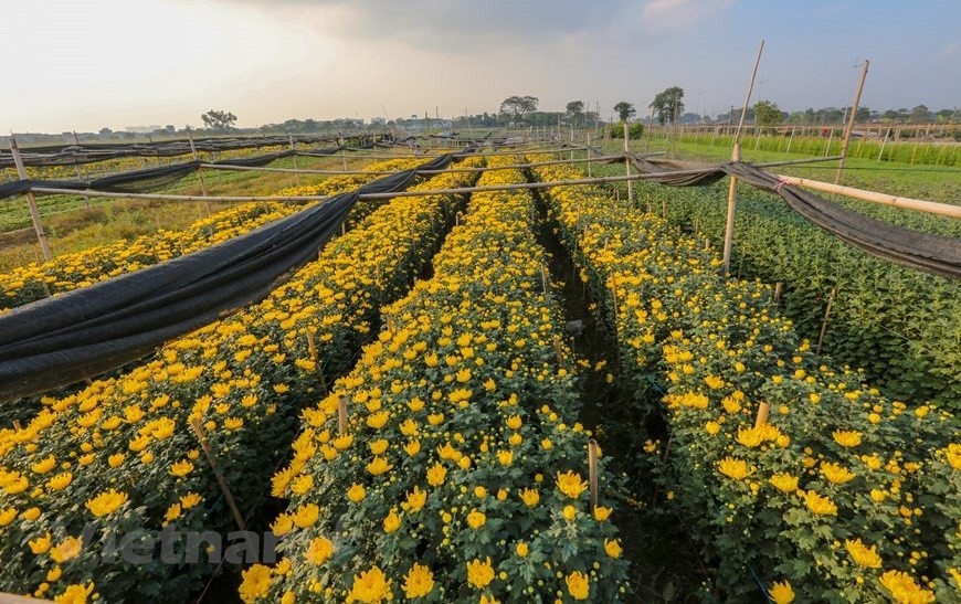 6.	Tay Tuu village supplies flowers to the capital and other northern provinces during Tet. (Photo: Vietnam+)