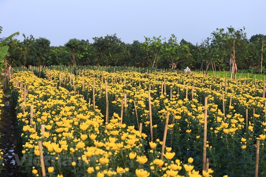 3.	Flowers are carefully manipulated to ensure they will bloom beautifully just in time for Tet. (Photo: Vietnam+)