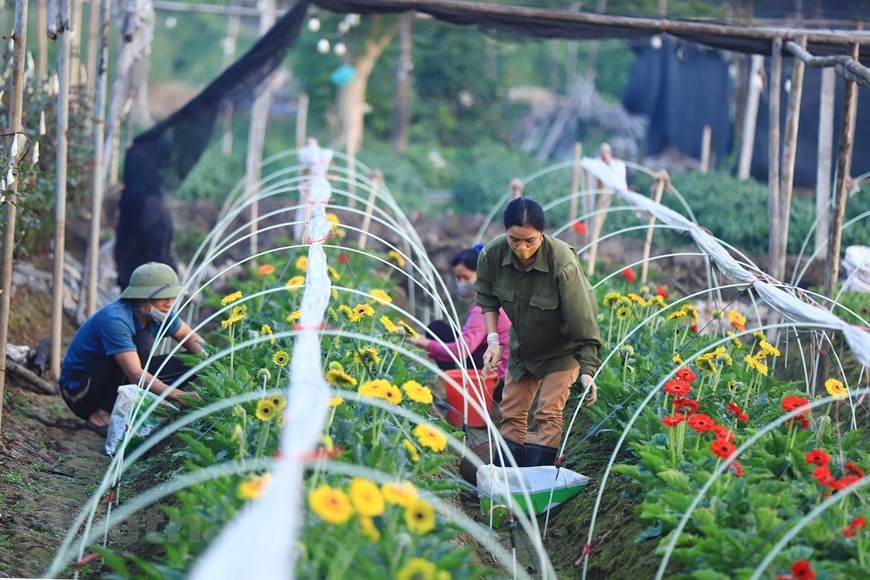 2.	Lilies, roses, and chrysanthemums are among the popular flowers grown in Tay Tuu village. (Photo: Vietnam+)