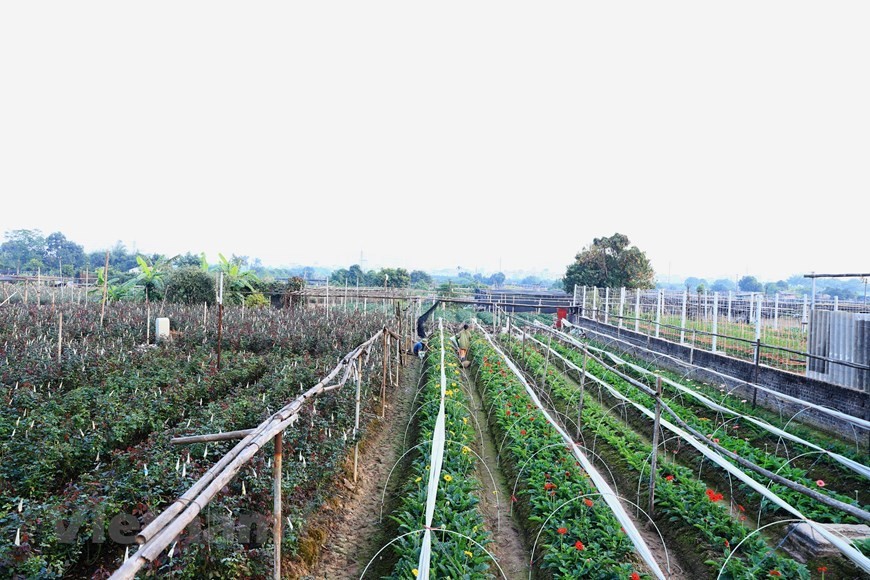 Located in Bac Tu Liem district, some 20 km from the centre of Hanoi, Tay Tuu village supplies flowers to the capital and other northern provinces during Tet. With Tet now approaching, flower growers are busy taking care of their gardens to prepare for Vi