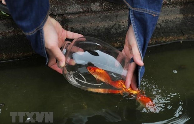 Worship of Kitchen Gods - beautiful custom of Tet. (Photo: VNA)