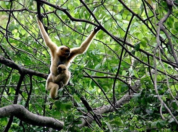 Exploring Langbiang - first biosphere reserve in Central Highlands. (Photo: VNA)