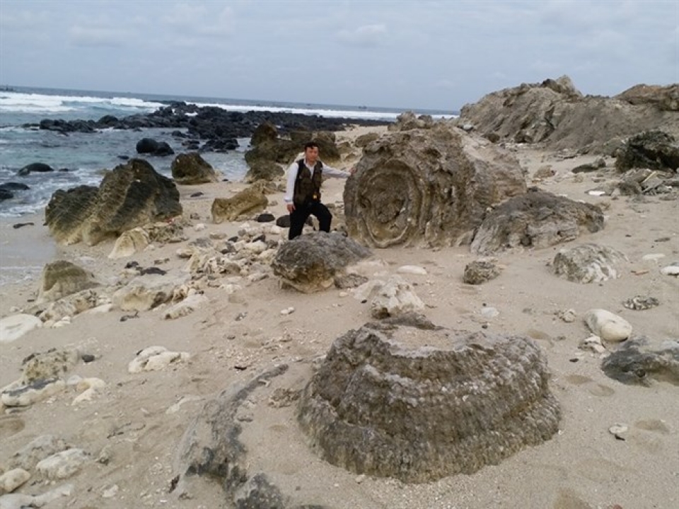 unique coral reef found on ly son