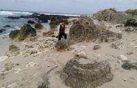 ly son island to restore giant whale skeleton