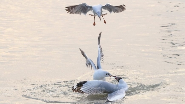 Photos of endemic birds in Viet Nam on display