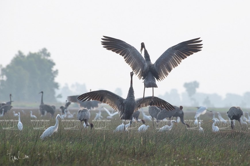 Photos of endemic birds in Vietnam on display