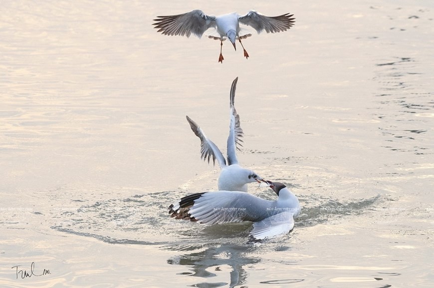 Photos of endemic birds in Vietnam on display