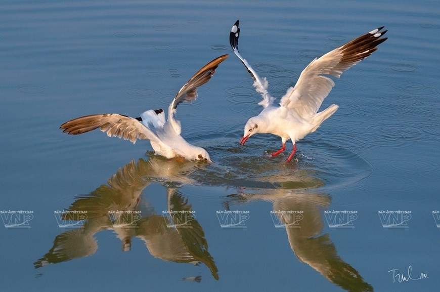 Photos of endemic birds in Vietnam on display