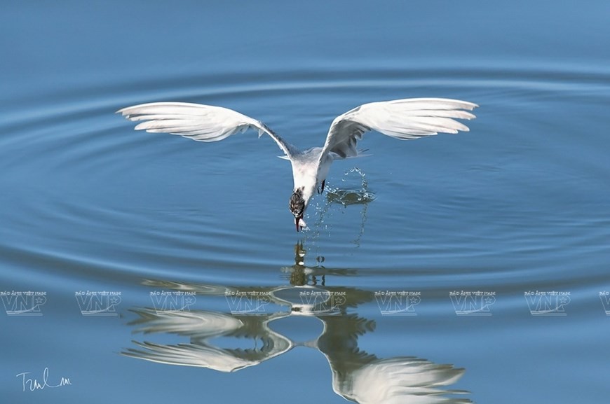 Photos of endemic birds in Vietnam on display