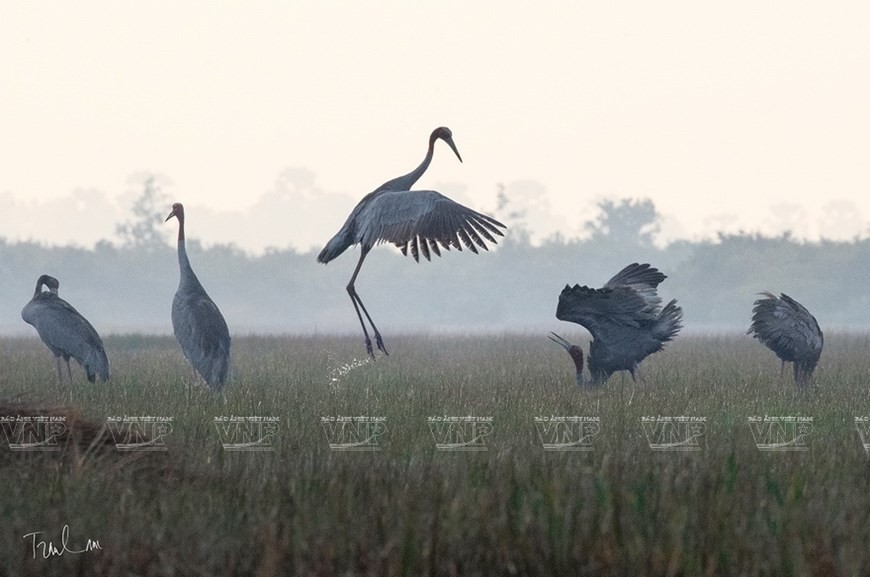 Photos of endemic birds in Vietnam on display