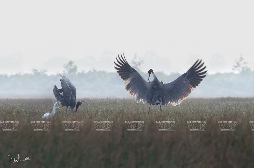 Photos of endemic birds in Vietnam on display