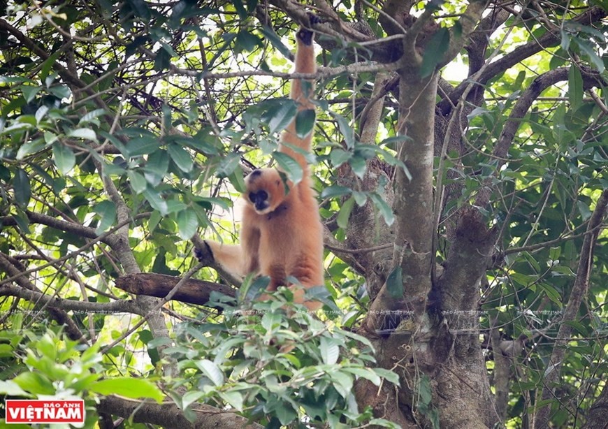 Cuc Phuong named Asia’s leading national park