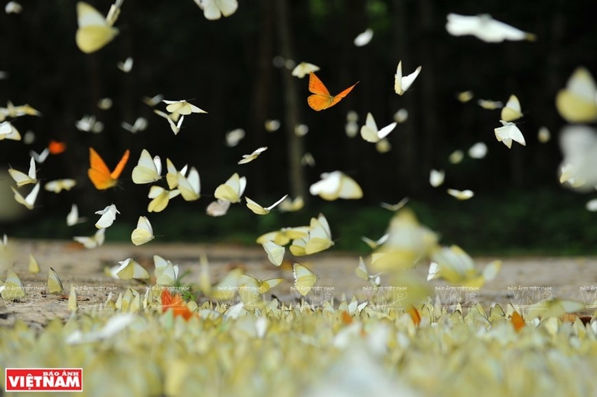 Cuc Phuong named Asia’s leading national park Cuc Phuong named Asia’s leading national park