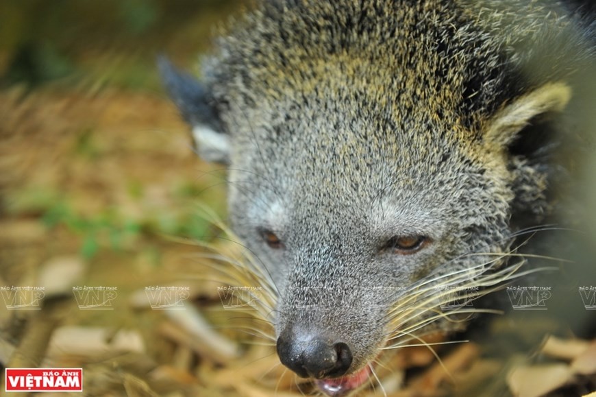 Cuc Phuong named Asia’s leading national park