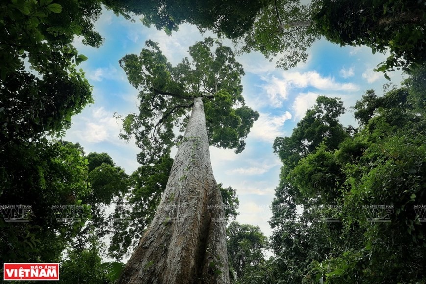 Cuc Phuong named Asia’s leading national park Cuc Phuong named Asia’s leading national park