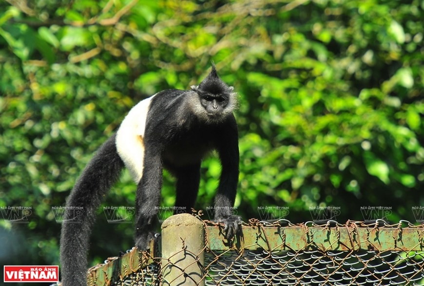 Cuc Phuong named Asia’s leading national park