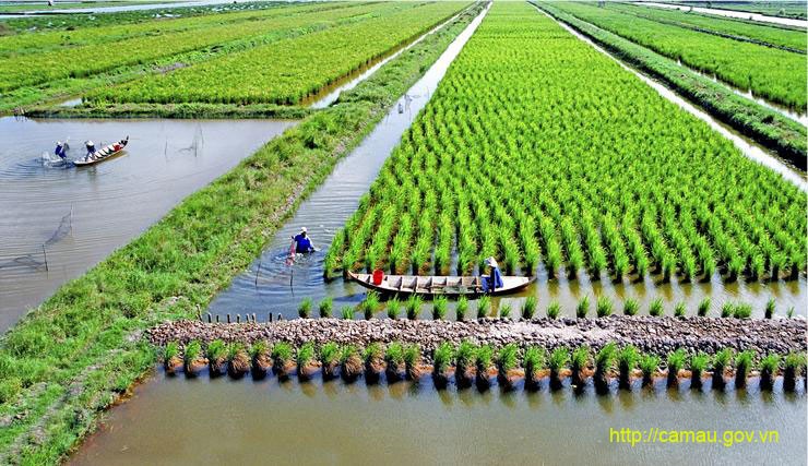 Ca Mau to grow other crops on 2,000ha of rice fields