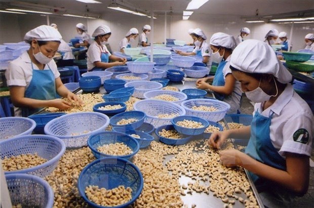 Processing cashew for export (Photo: VNA)