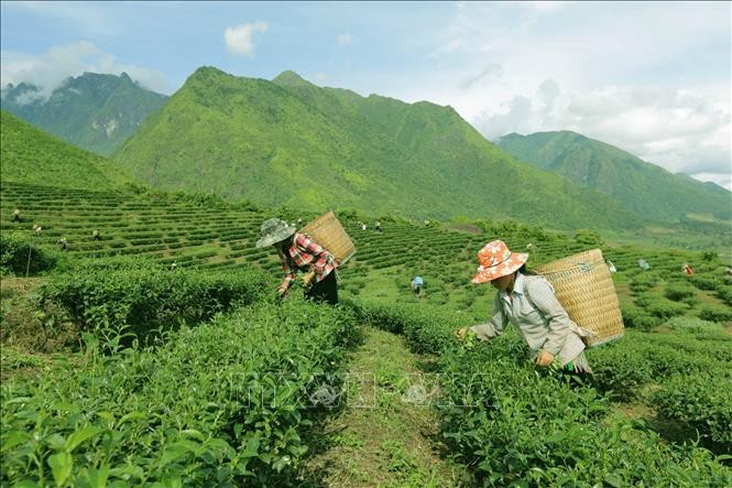 Policy reform to promote socio-economic development in ethnic minority-inhabited, mountainous areas. (Photo: VNA)