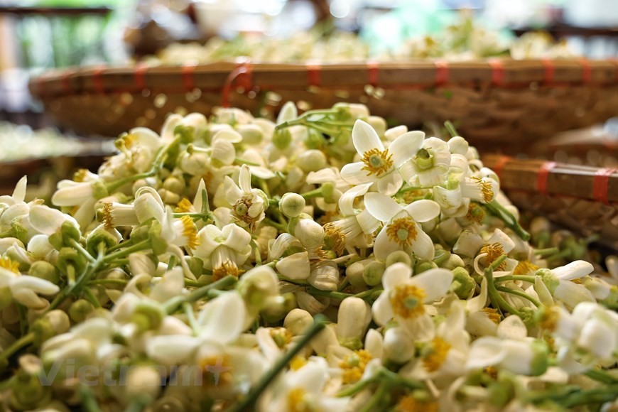 Pomelo blossoms decorate Ha Noi streets