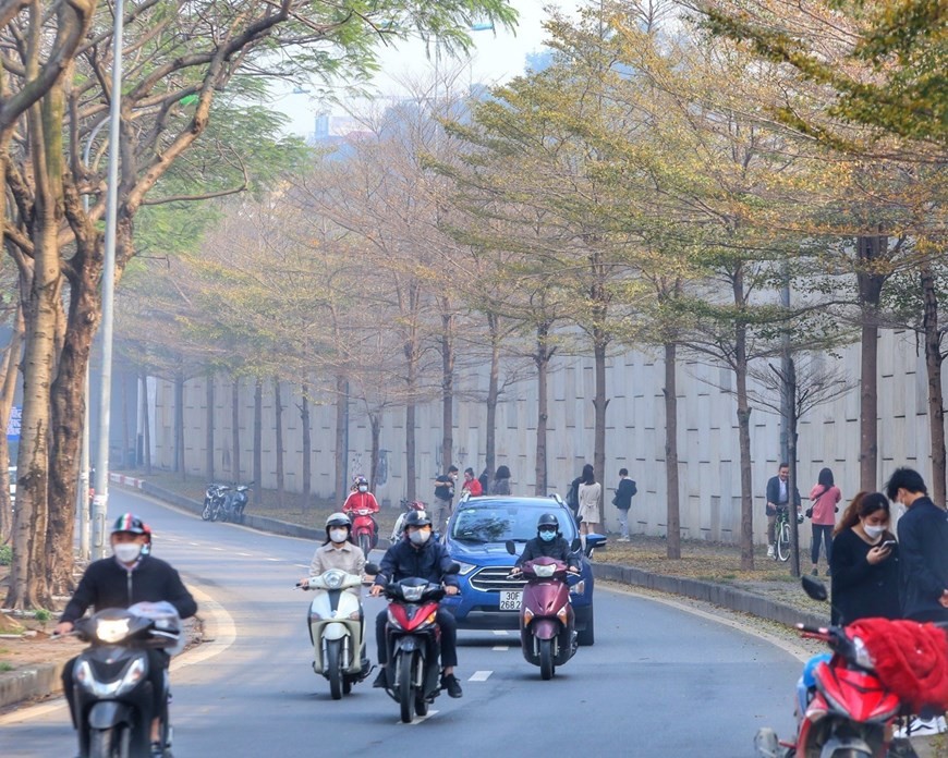 Autumn-like leaves welcome Ha Noi spring